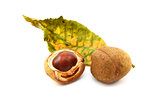 Red horse chestnut tree leaf and conker cases and seed
