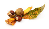 Autumn leaves with conkers and seed cases