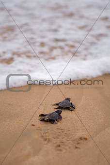 Baby turtles making it\'s way to the ocean