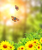 Butterflies and summer flowers