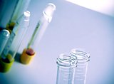 test tubes in hospital laboratory on table with space for text