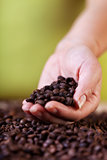 Evaluating the coffee crop