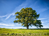 tree and meadow