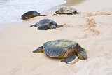 Tortoises in the Turtle bay 