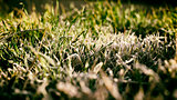Ice and grass