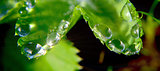 water drops on plant