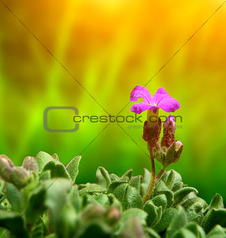 Purple bloom