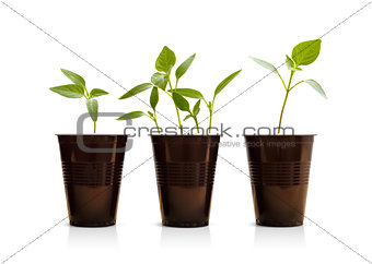 Young green plants