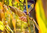 Closeup on young woman tearing corn
