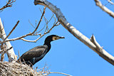 cormorant (phalacrocorax carbo ) on nest