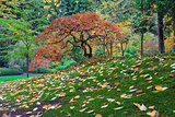 Japanese Maple Tree During Fall Season