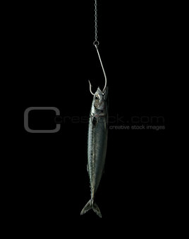 Hooked Fish
