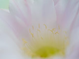 Closeup Image of Pink Cactus Flower