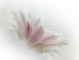 Pink Cactus Flower on the White Background
