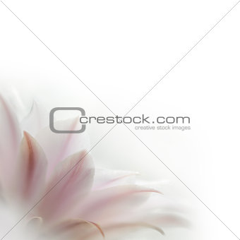 Pink Cactus Flower on the White Background