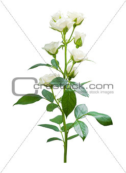 Roses flower isolated