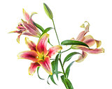 Lily flowers isolated