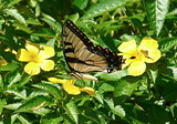 Eastern Tiger Swallowtail on Buttercup