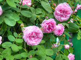 Pink Roses in the Garden