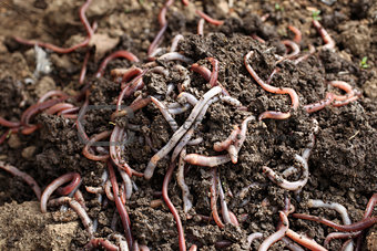 Group of earthworms in the earth