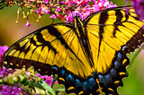gold and black butterfly with wings open and flowers