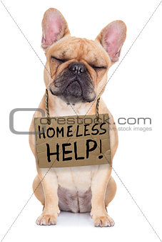 homeless dog