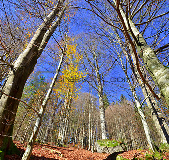 autumn beech forest