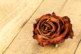Dried flower of rose