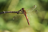 common darter dragonfly at rest on a twig