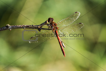 common darter dragonfly at rest on a twig