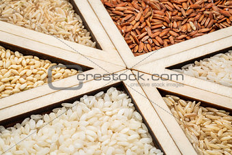 rice grain abstract