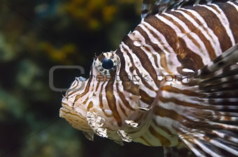 Lionfish, Beautiful sea fish