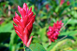 Alpinia, Red Ginger flower