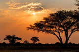 African sunset with tree in front