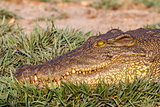 Portrait of a Nile Crocodile