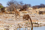 Giraffa camelopardalis drinking from waterhole in Etosha national Park