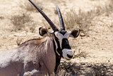 close up portrait of Gemsbok, Oryx gazella