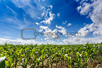 green field of corn growing up