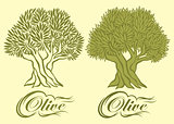 vector pattern with olive tree for packaging