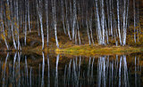 reflections of autumn birch trees