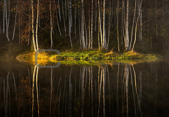 reflections of autumn birch trees
