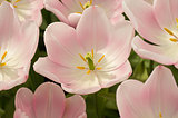 Delicate tulips
