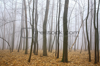Morning mist autumn forest