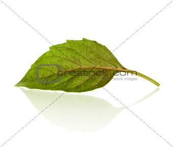 fresh basil leaf with reflection on isolated white background