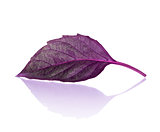 purple basil leaf with reflection on isolated white background