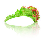 green with red edging lettuce with reflection on isolated white 