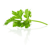 Branch of fresh parsley with reflection on isolated white backgr