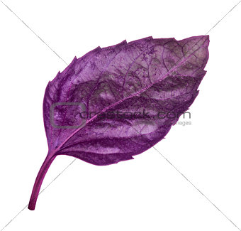 purple basil leaf on isolated white background