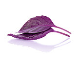 two sheets of purple basil isolated with reflection on white bac