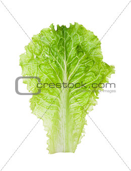 lettuce salad on white background